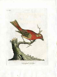 Latham Synopsis Birds 1781 Variegated Tanager - Panteek Antique Prints