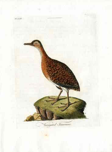Latham Synopsis Birds 1781 Variegated Tinamou