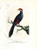 Latham Synopsis Birds 1781 Violet Plantain Eater - Panteek Antique Prints