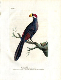 Latham Synopsis Birds 1781 Violet Plantain Eater - Panteek Antique Prints