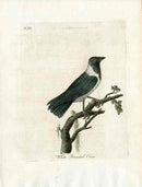 Latham Synopsis Birds 1781 White Breasted Crow - Panteek Antique Prints