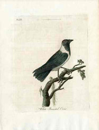 Latham Synopsis Birds 1781 White Breasted Crow - Panteek Antique Prints