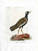 Latham Synopsis Birds 1781 White Eared Bustard - Panteek Antique Prints