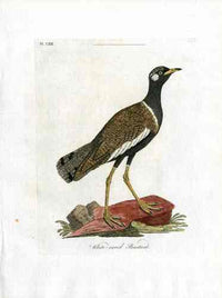 Latham Synopsis Birds 1781 White Eared Bustard - Panteek Antique Prints