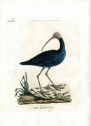 Latham Synopsis Birds 1781 White Headed Curlew - Panteek Antique Prints