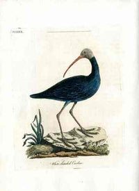 Latham Synopsis Birds 1781 White Headed Curlew - Panteek Antique Prints