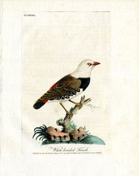Latham Synopsis Birds 1781 White Headed Finch - Panteek Antique Prints