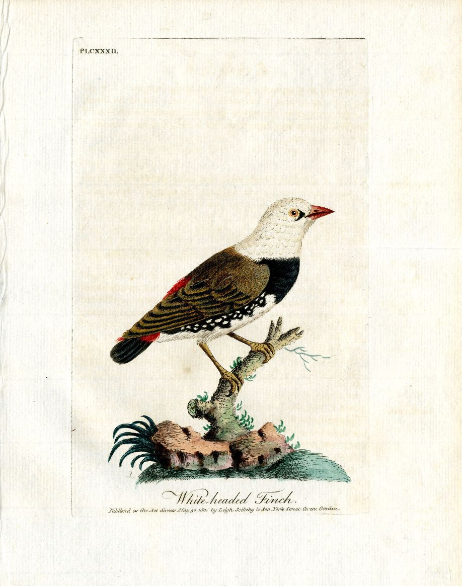 Latham Synopsis Birds 1781 White Headed Finch