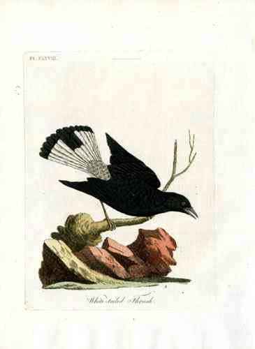 Latham Synopsis Birds 1781 White-tailed Thrush