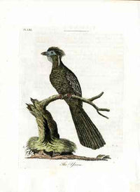 Latham Synopsis Birds 1781 Yacou - Panteek Antique Prints