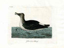 Latham Synopsis Birds 1781 Yellow Nosed Albatross - Panteek Antique Prints
