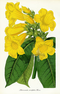 Lemaire Chromolithograph 1851 Allamanda - Panteek Antique Prints