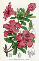Lemaire Chromolithograph 1851 Azalea cri. - Panteek Antique Prints