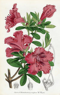 Lemaire Chromolithograph 1851 Azalea cri. - Panteek Antique Prints