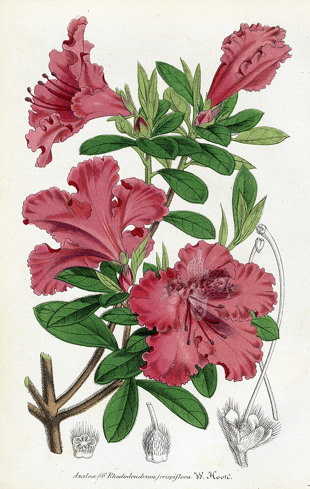 Lemaire Chromolithograph 1851 Azalea cri.