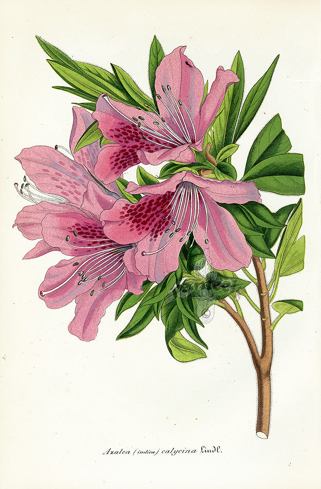 Lemaire Chromolithograph 1851 Azalea indica