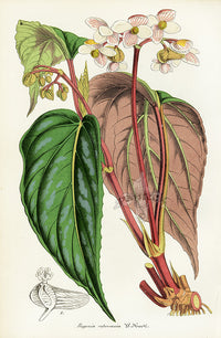 Lemaire Chromolithograph 1851 Begonia - Panteek Antique Prints