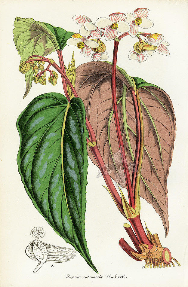Lemaire Chromolithograph 1851 Begonia