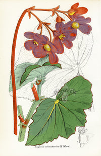 Lemaire Chromolithograph 1851 Begonia cin. - Panteek Antique Prints