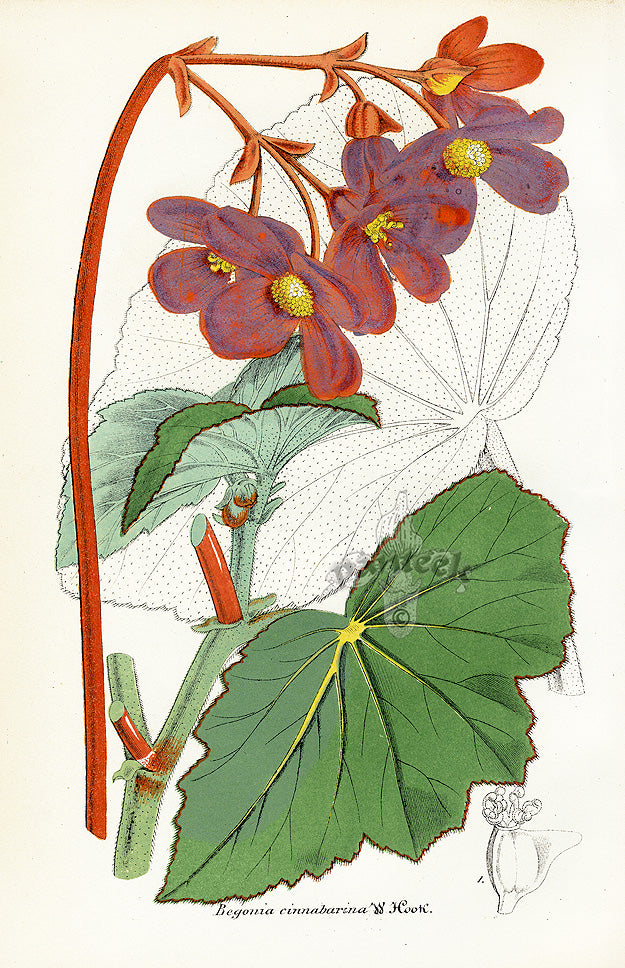 Lemaire Chromolithograph 1851 Begonia cin.