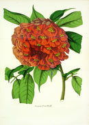 Lemaire Chromolithograph 1851 Brownea Ariza - Panteek Antique Prints