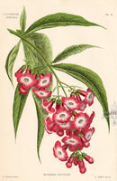 Lemaire Chromolithograph 1851 Buddleia - Panteek Antique Prints