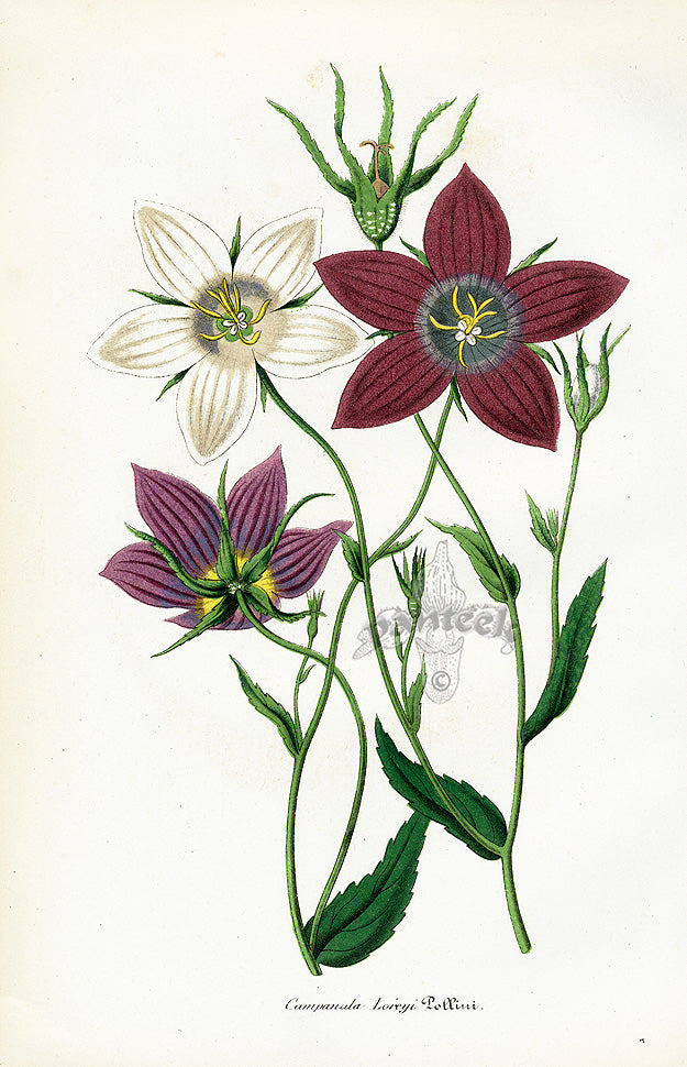 Lemaire Chromolithograph 1851 Campanula