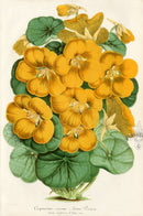 Lemaire Chromolithograph 1851 Capucine - Panteek Antique Prints