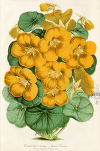 Lemaire Chromolithograph 1851 Capucine - Panteek Antique Prints