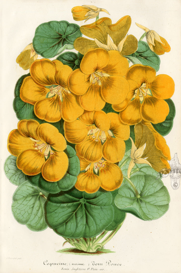 Lemaire Chromolithograph 1851 Capucine