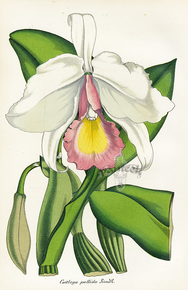 Lemaire Chromolithograph 1851 Cattleya