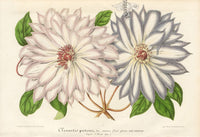 Lemaire Chromolithograph 1851 Clematis - Panteek Antique Prints