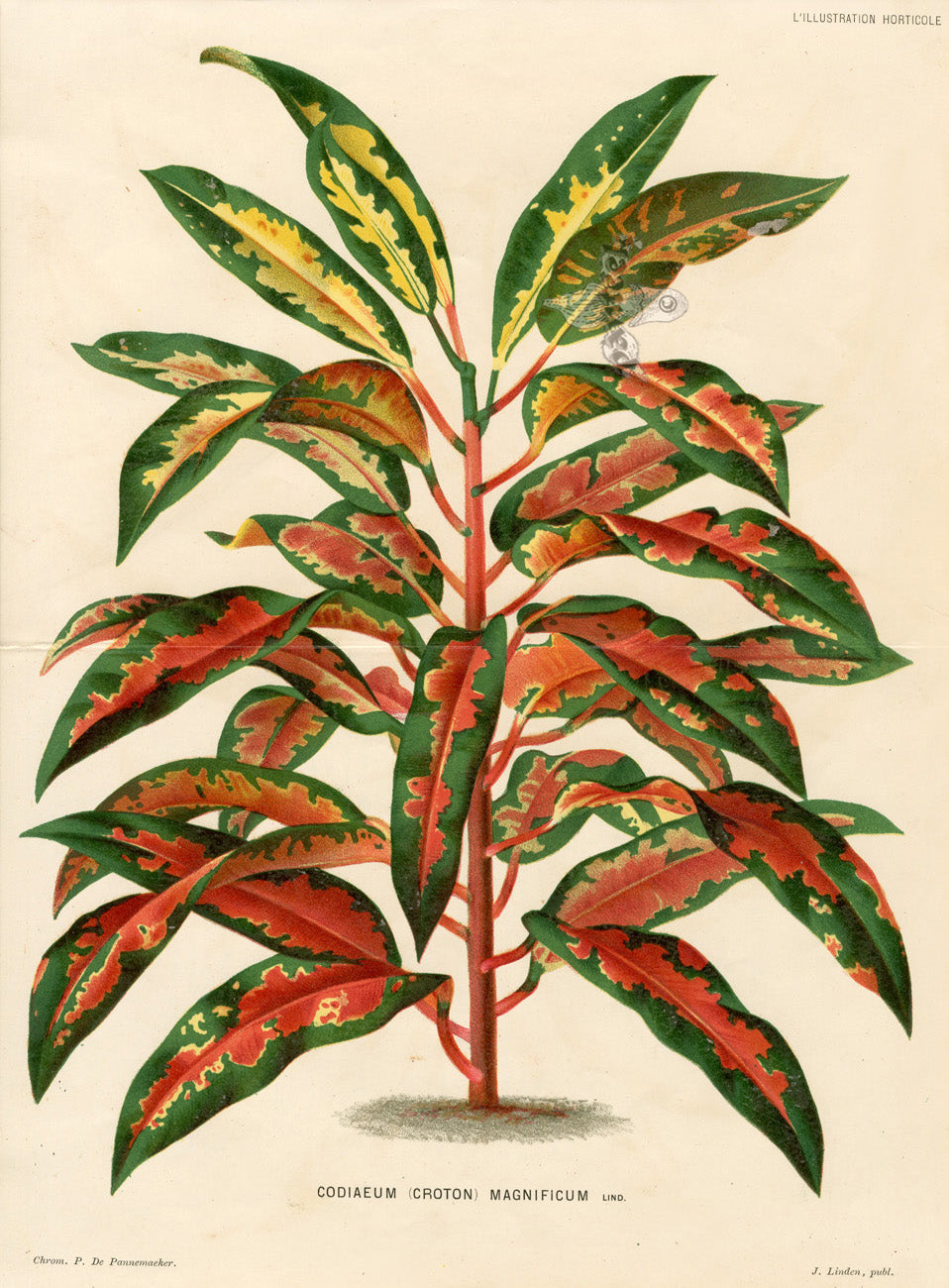 Lemaire Chromolithograph 1851 Codiaeum
