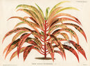 Lemaire Chromolithograph 1851 Croton - Panteek Antique Prints
