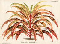 Lemaire Chromolithograph 1851 Croton - Panteek Antique Prints