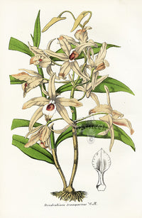 Lemaire Chromolithograph 1851 Dendrobium - Panteek Antique Prints