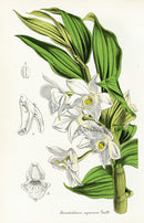 Lemaire Chromolithograph 1851 Dendrobium aqu. - Panteek Antique Prints