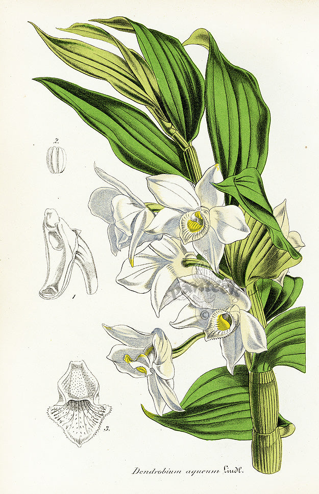 Lemaire Chromolithograph 1851 Dendrobium aqu.