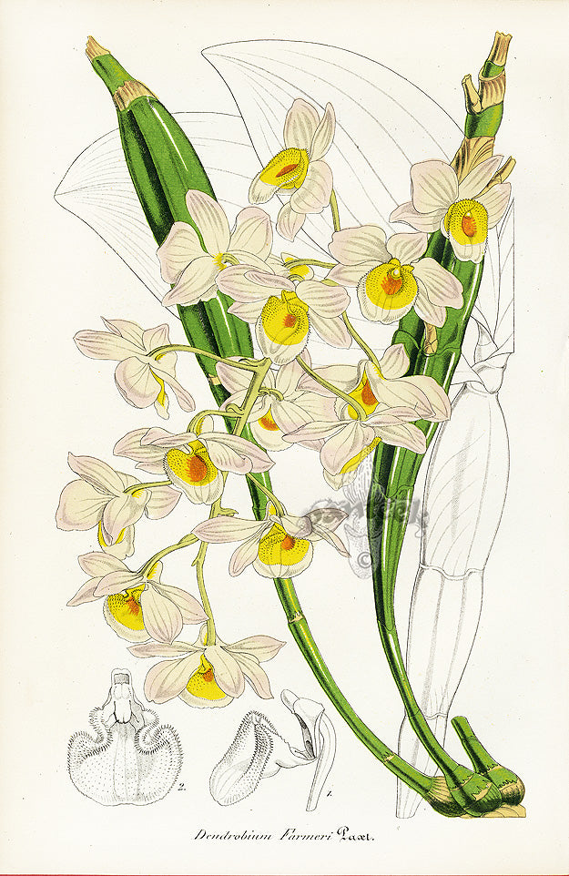 Lemaire Chromolithograph 1851 Dendrobium Far.