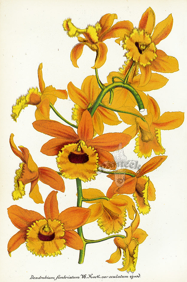 Lemaire Chromolithograph 1851 Dendrobium fim.