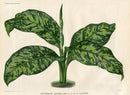 Lemaire Chromolithograph 1851 Dieffenbachia - Panteek Antique Prints