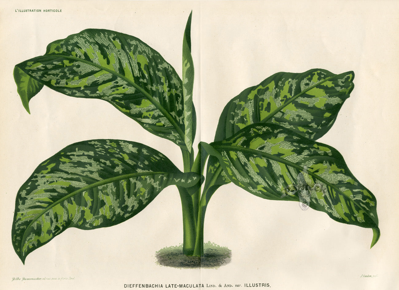 Lemaire Chromolithograph 1851 Dieffenbachia