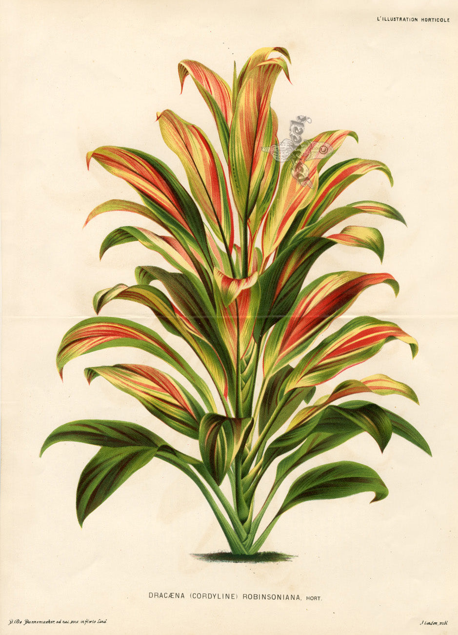 Lemaire Chromolithograph 1851 Dracaena