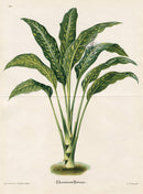 Lemaire Chromolithograph 1851 Dumb Cane - Panteek Antique Prints