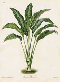 Lemaire Chromolithograph 1851 Dumb Cane - Panteek Antique Prints