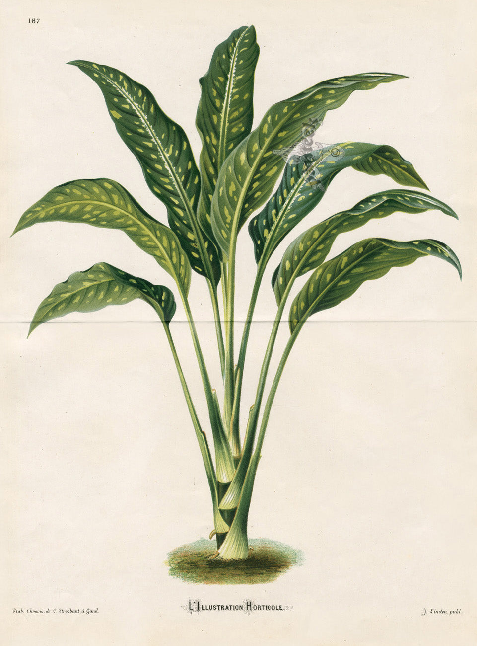 Lemaire Chromolithograph 1851 Dumb Cane
