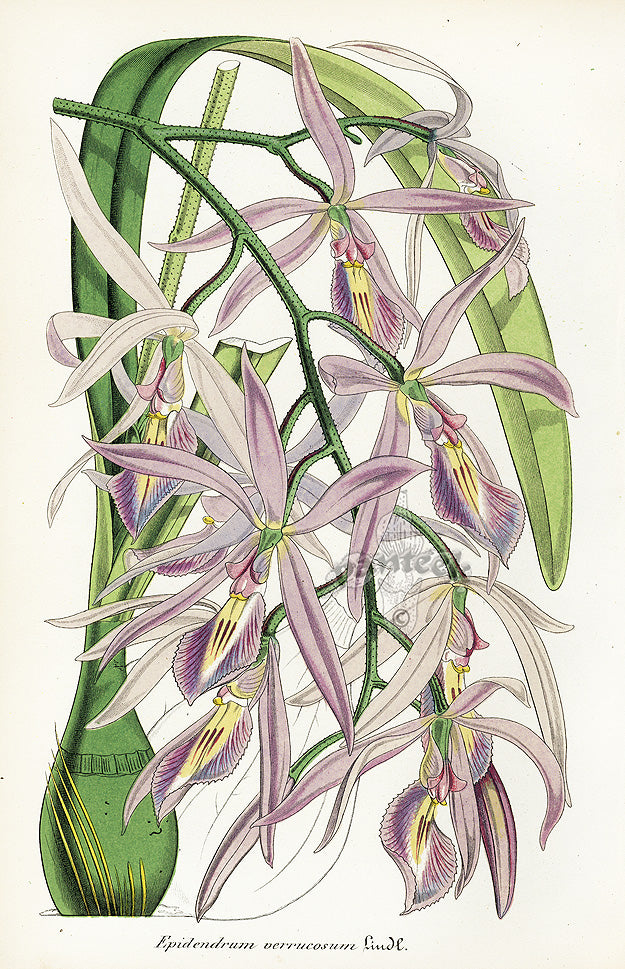 Lemaire Chromolithograph 1851 Epidendrum