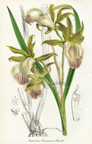 Lemaire Chromolithograph 1851 Galeandra - Panteek Antique Prints