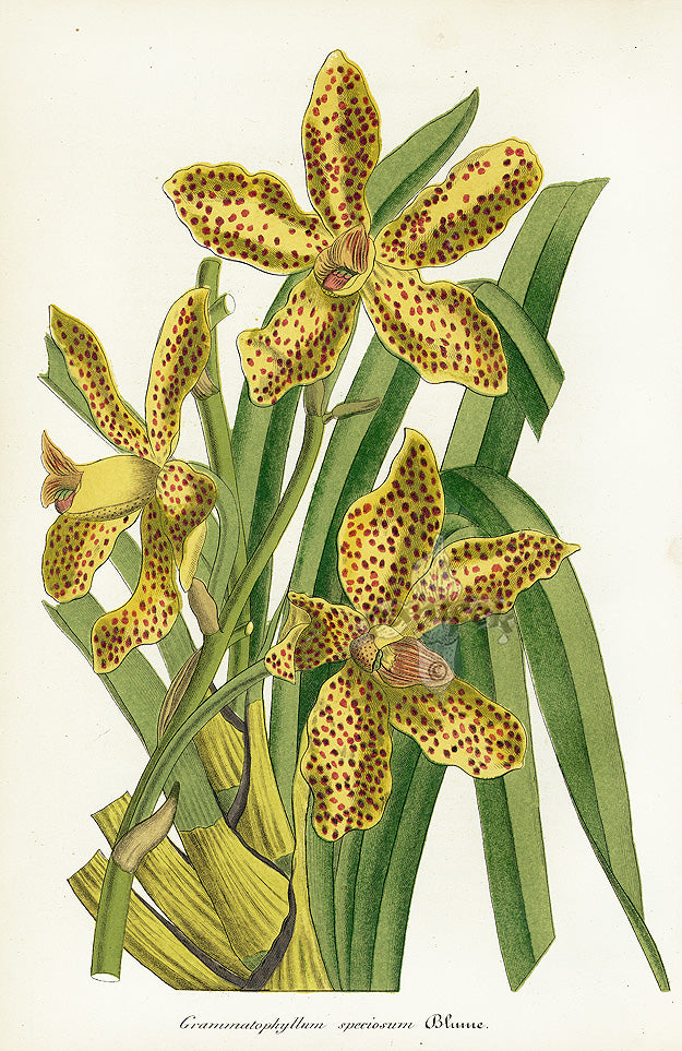 Lemaire Chromolithograph 1851 Grammatophyllum