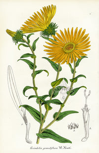 Lemaire Chromolithograph 1851 Grindelia - Panteek Antique Prints